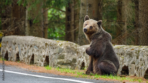 European Brown Bear in the Carpathians of Romania