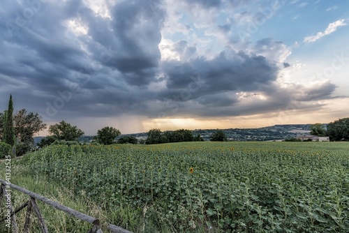 Sunflowers, clouds and rain on the hills of Umbria