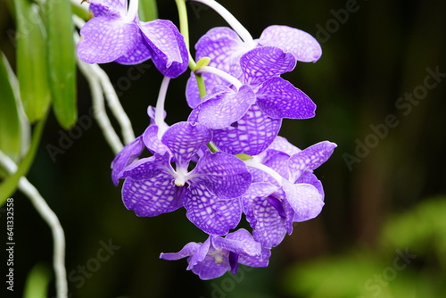 Obraz na plátně Vanda coerulea, commonly known as blue orchid, blue vanda or autumn lady's tresses, is a species of orchid found in Northeast India with its range extending to China (southern Yunnan)
