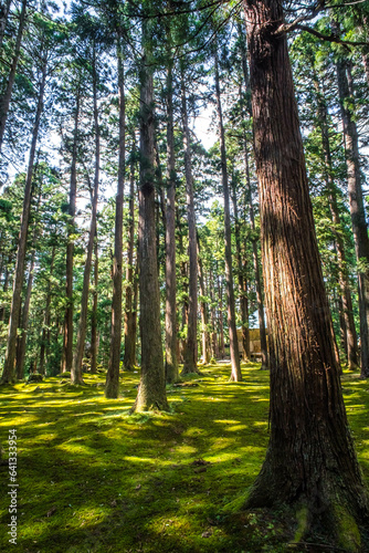 福井 平泉寺白山神社の美しい苔の庭園と夏の木漏れ日