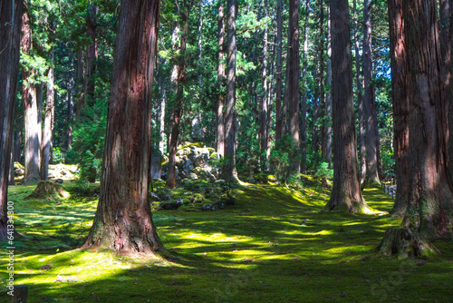 福井 平泉寺白山神社の美しい苔の庭園と夏の木漏れ日 photo