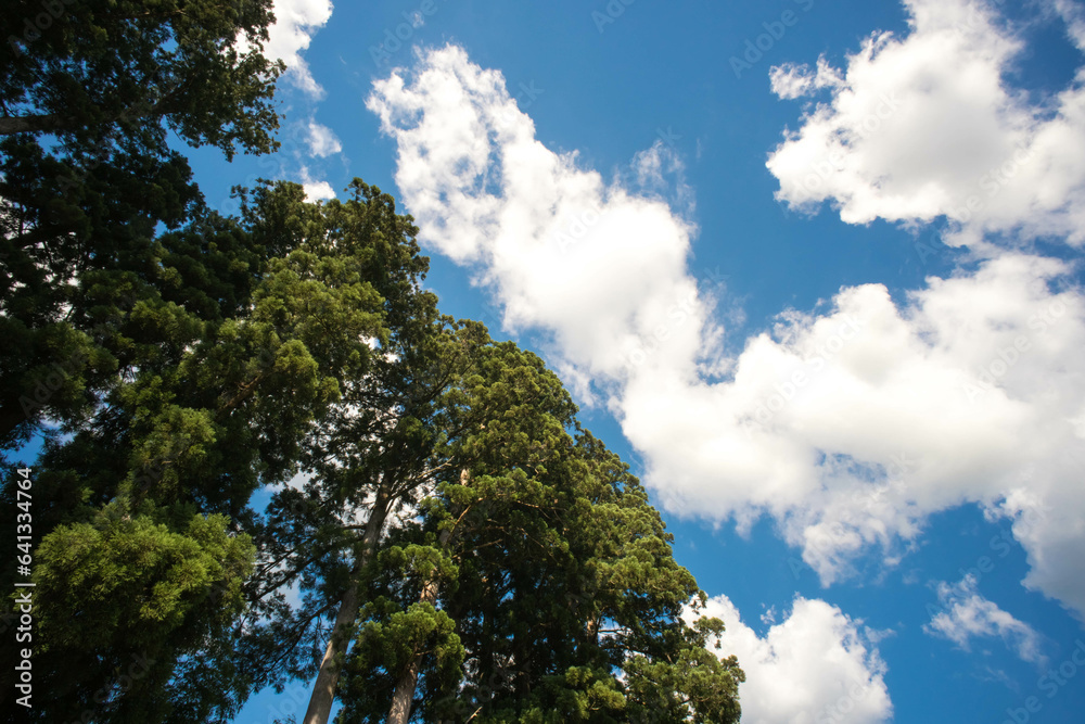 福井 夏の平泉寺白山神社の青空を彩る緑の木と白い雲