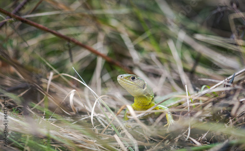 European green lizard in its natural habitat