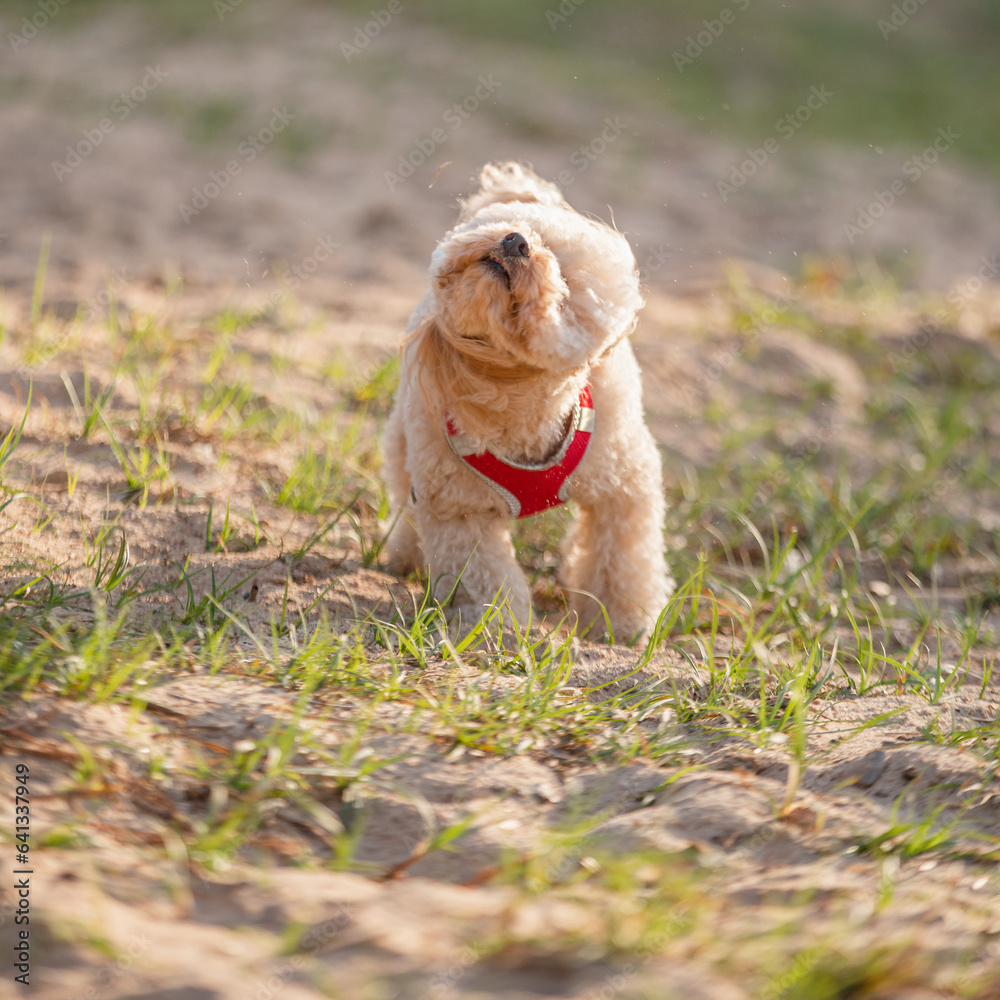 Cheerful inquisitive toy poodle puppy enjoys the warmth of summer - a walk in the forest near the lake Cheerful inquisitive toy poodle puppy enjoys the warmth of summer - a walk in the forest near the lake