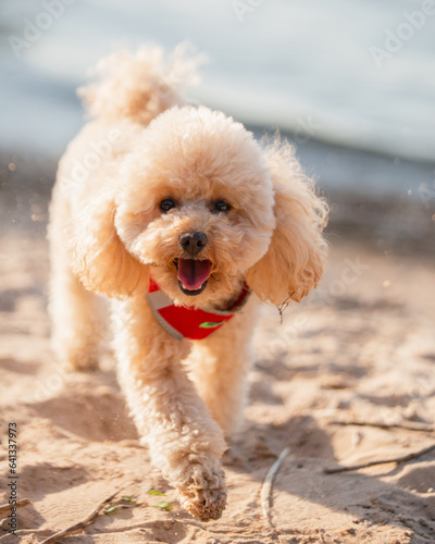 Cute shaggy toy poodle puppy walking on the lake - summer walk with the dog