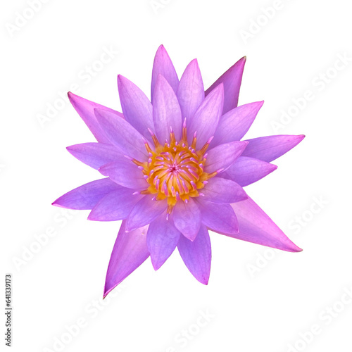 bloom purple and pink lotus flower