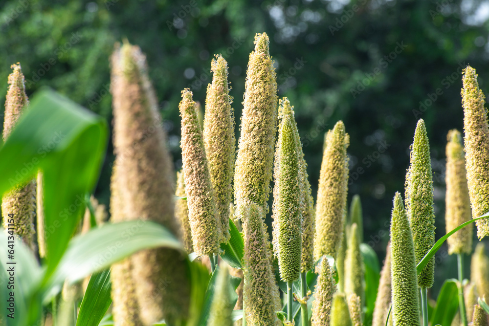 cultivation pearls millet fields, pearls production of beer and wine