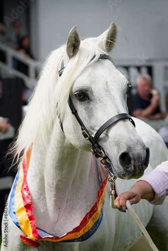 White Connemara Pony
