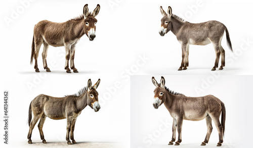 Fotografering Collage with beautiful Donkeys