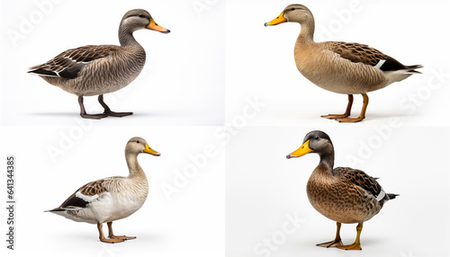 Four Ducks