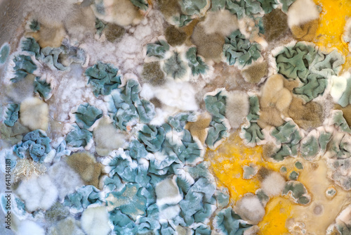 Fotografía Mould