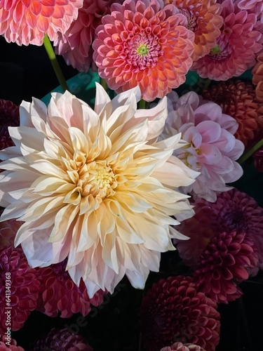 bouquet of dahlias