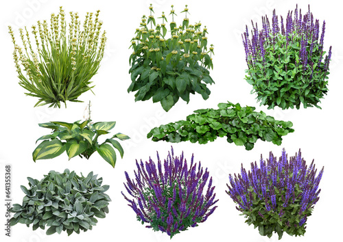 Plantes à fleur détourées PNG photo