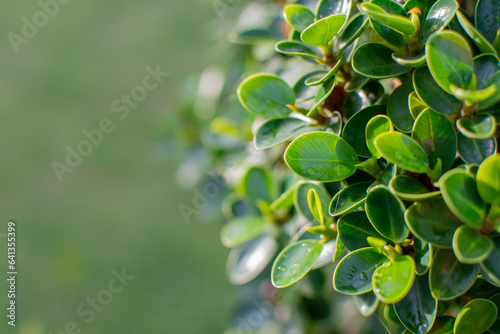 natural scenery of green leaves Green Wallpaper Ideas nature background Tropical leaves. left copy space © Aewaew