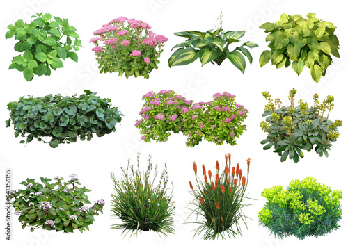 Plantes vivaces détourées PNG photo