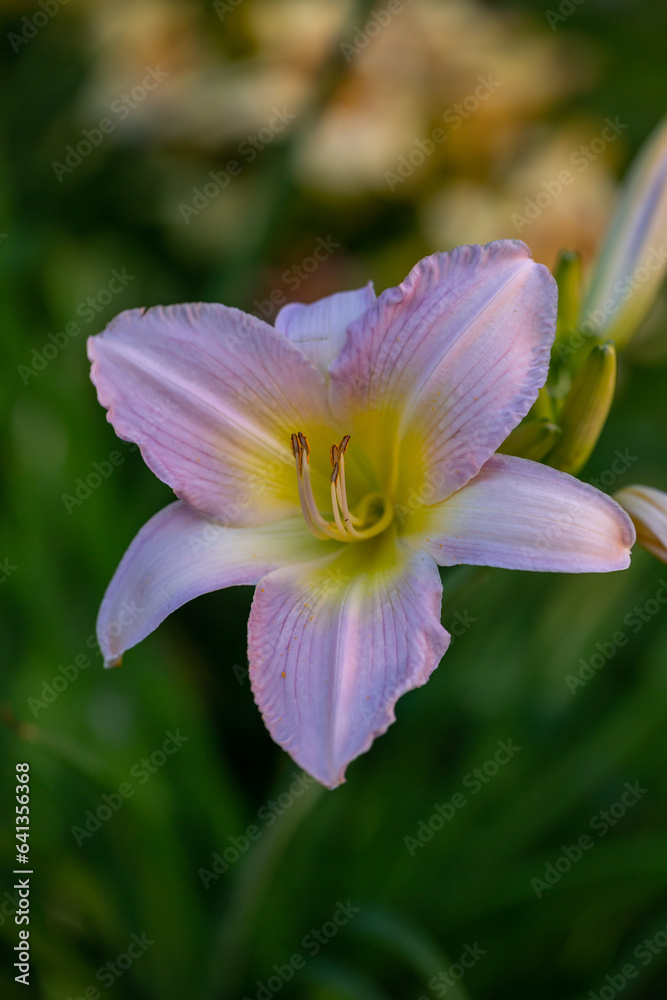 Blooming pink lily on a green background on a summer sunny day macro photography. Garden lillies with bright pink petals in summer, close-up photography.
Blooming pink lily on a green background on a summer sunny day macro photography. Garden lillies with bright pink petals in summer, close-up photography.