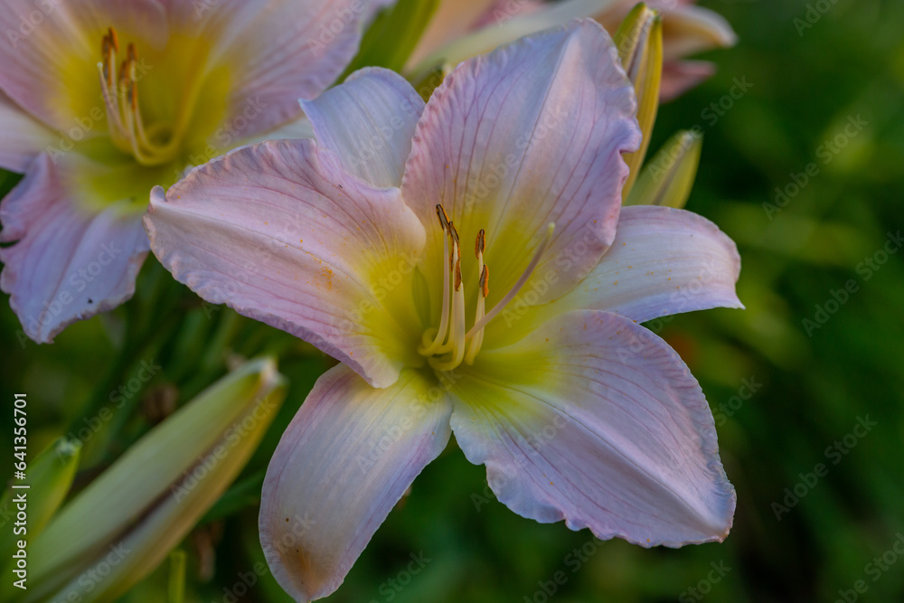Blooming pink lily on a green background on a summer sunny day macro photography. Garden lillies with bright pink petals in summer, close-up photography.
Blooming pink lily on a green background on a summer sunny day macro photography. Garden lillies with bright pink petals in summer, close-up photography.