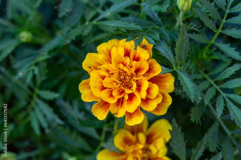 Yellow marigolds flowers on a green background on a summer sunny day macro photography. Blooming tagetes flower with yellow petals in summer, close-up photo.	