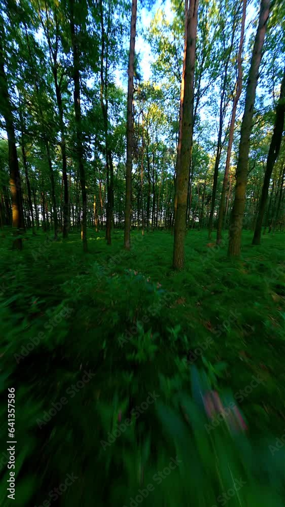 FPV drone flying among trees in the summer leafy forest in the morning sunlight. FPV drone flying among trees in the summer leafy forest in the morning sunlight.