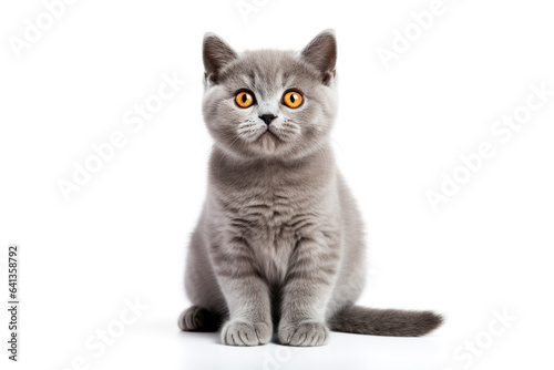 a British Shorthair cat in front of a white background. 