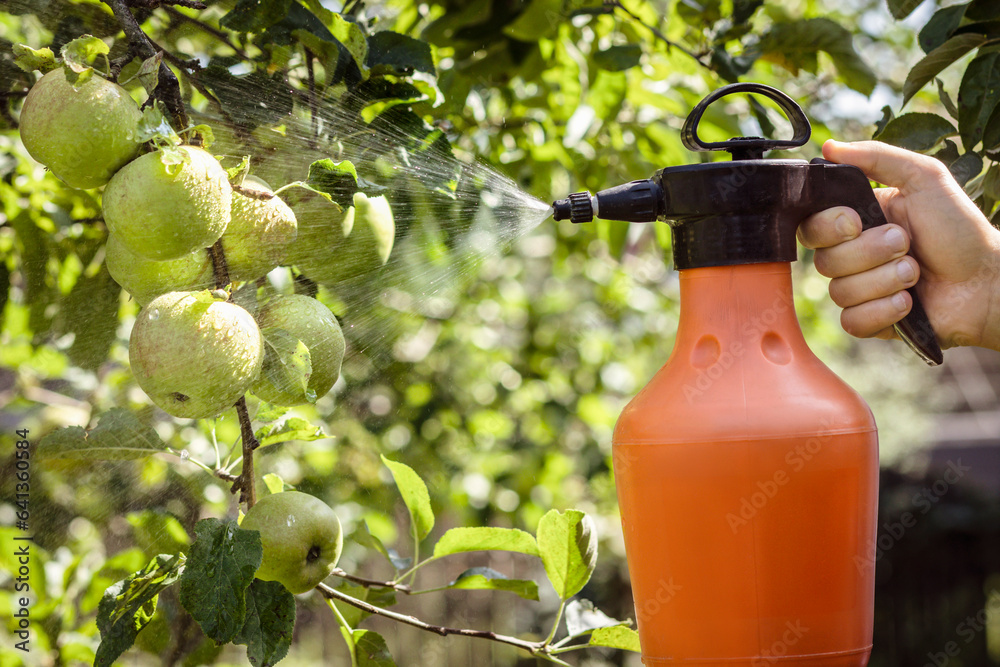 Spraying Apple Tree with Apples against Plant Diseases and Pests To