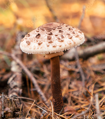 Mushrooms umbrellas grow in the autumn forest. Close-up