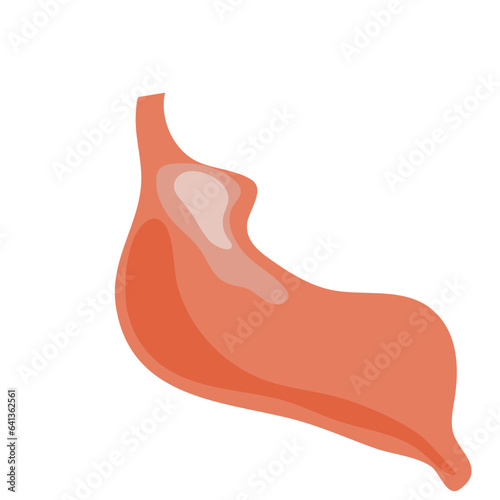 Illustration of Stomach Internal Organs