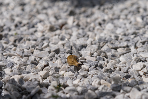 slug on the rocks macro