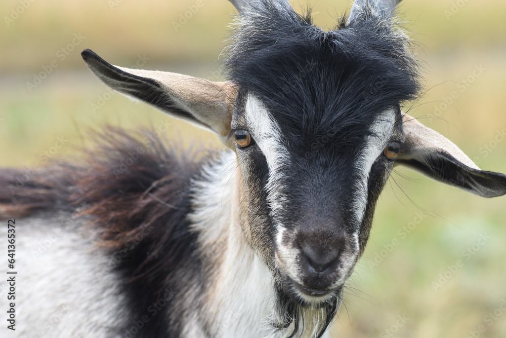 Horned gray goat, front view. Breeding animals on the farm.