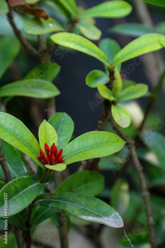 Close-up of the red flowers and green leaves of the Ixora chinensis plant in the yard