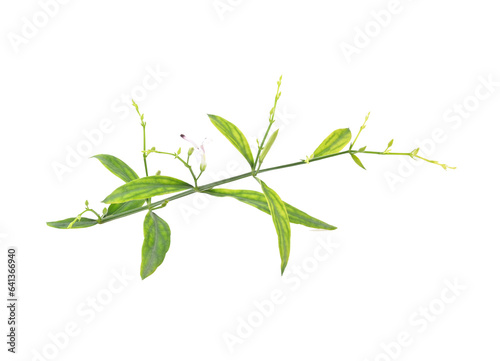 Fresh of Andrographis paniculata plant on transparent png