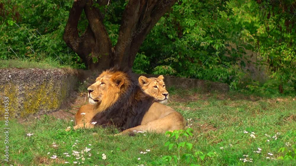 Two big wild lions relaxing on the sunny day 4K. Calm scene in the ...