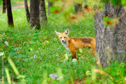 Red Fox in Forest Mountains Wild Animal Wary and Alert