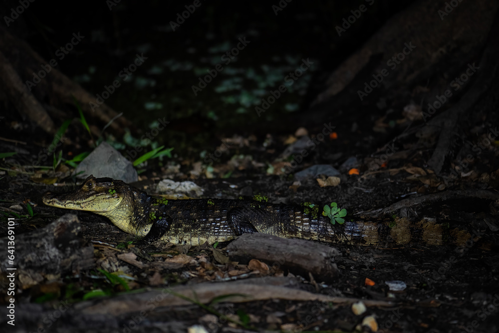 Spectacled caiman - Caiman crocodilus, common crocodile from New World, Gamboa, Panama. Spectacled caiman - Caiman crocodilus, common crocodile from New World, Gamboa, Panama.