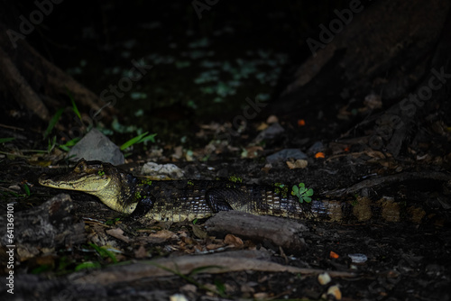 Spectacled caiman - Caiman crocodilus, common crocodile from New World, Gamboa, Panama. photo