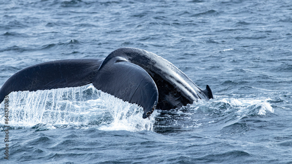 Fototapeta premium Humpback Whales, Iceland