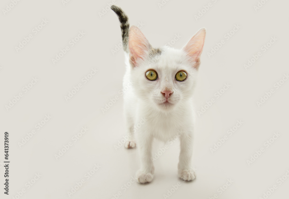 Portrait white cat kitten looking at camera. Isolated on white background