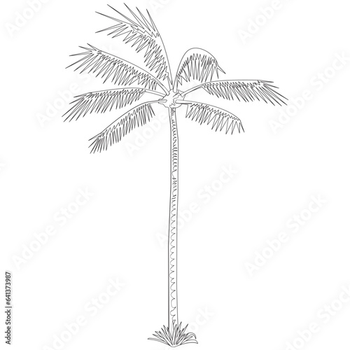 Coconut Tree Nature 2D Outline Illustrations