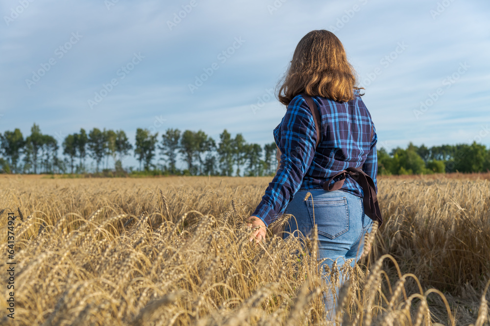 Rear view of cheerful brown haired plus size caucasian woman in blue checkered shirt walking on agricultural field and touching ripe ears of wheat during golden hour in a summer day. Agronomy theme. Rear view of cheerful brown haired plus size caucasian woman in blue checkered shirt walking on agricultural field and touching ripe ears of wheat during golden hour in a summer day. Agronomy theme.