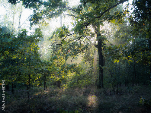 Światło słońca przebijające się przez korony drzew w letnim lesie o poranku © Aneta
