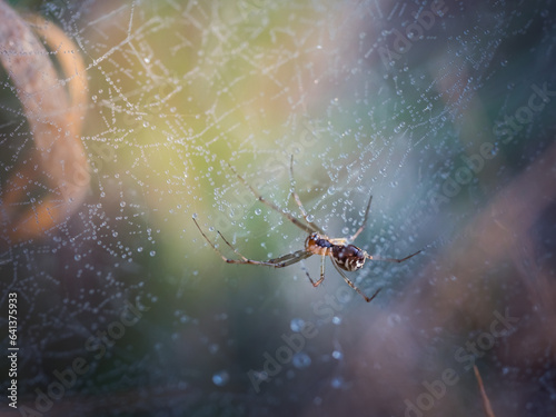 Pająk wśród kropli rosy błyszczących w świetle na pajęczynie © Aneta