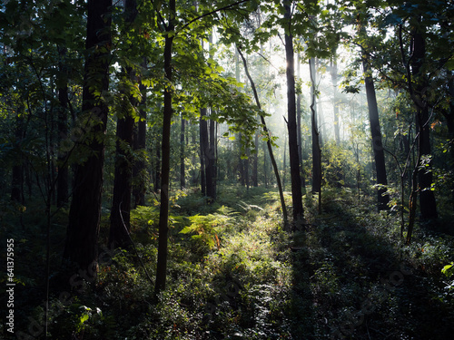 Letni las oświetlony promieniami słońca o poranku © Aneta
