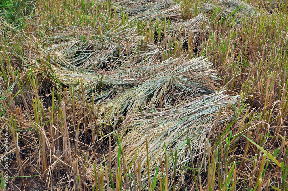 Fototapeta premium grass in the field