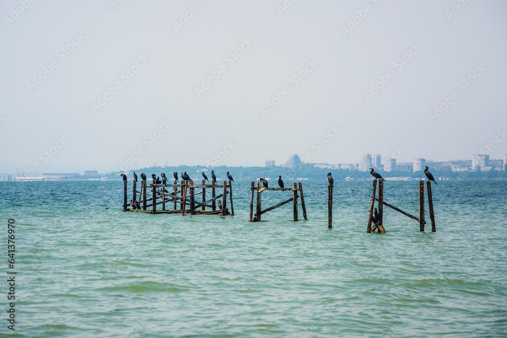 Several great cormorants (Phalacrocorax carbo) sitting on wooden pillars in the calm sea Several great cormorants (Phalacrocorax carbo) sitting on wooden pillars in the calm sea