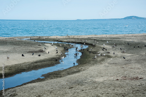 Different kinds of birds and seabirds - Caspian gulls, yellow-legged gulls, pigeons and crows, on a beach by the sea