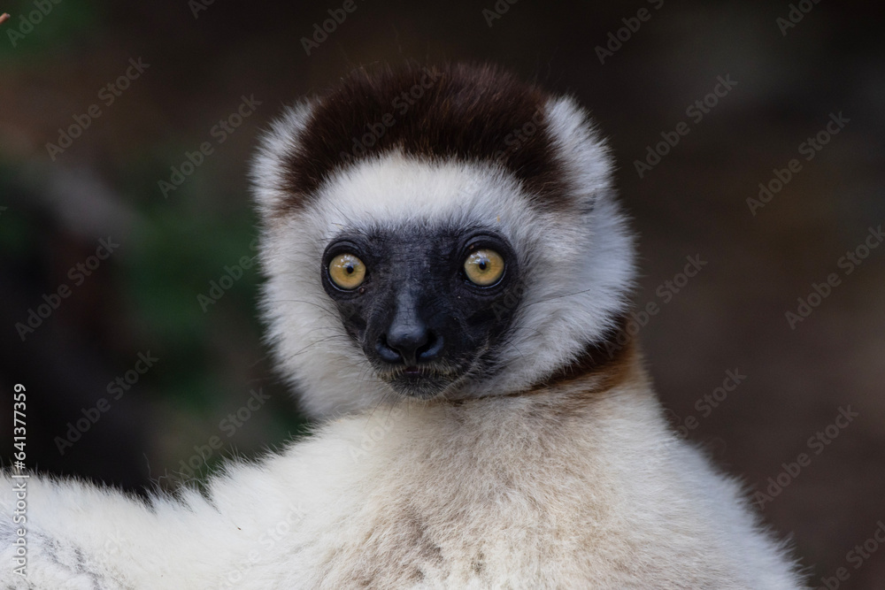 Obraz premium White lemur