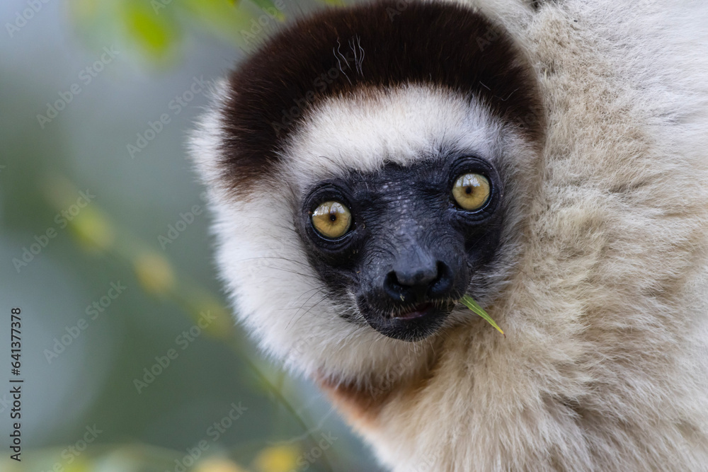 Fototapeta premium close up of a lemur