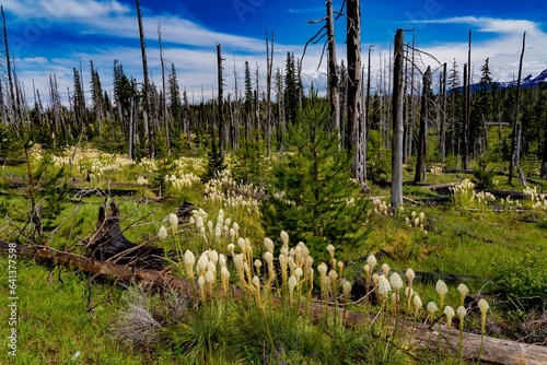 Bilde på lerret Xerophyllum tenax, common name of bear grass, old time name was squaw tit, Gro