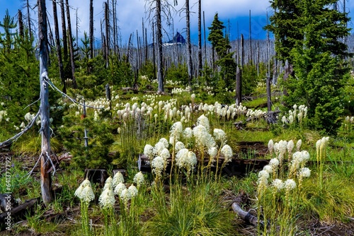 Konstfotografi Xerophyllum tenax, common name of bear grass, old time name was squaw tit, Gro