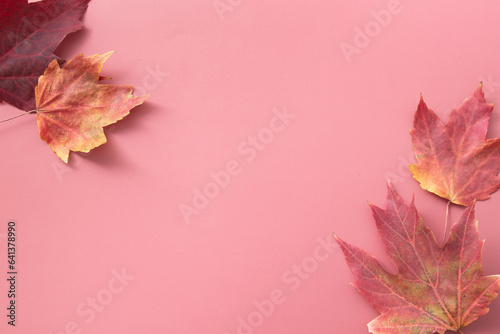 Red Autumn Fall Maple Leafs on red background with copy space. Monochrome fall background top view  flat lay